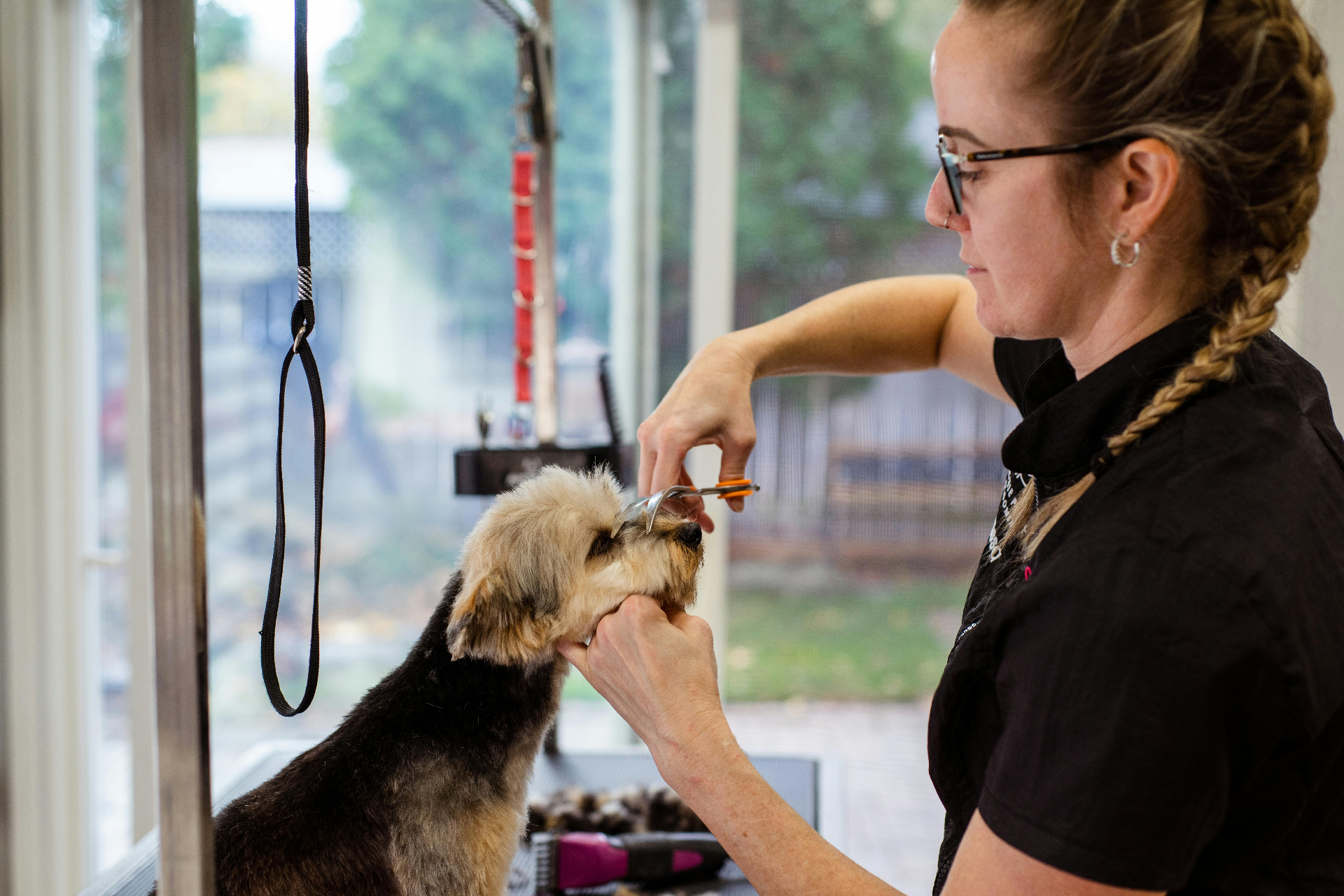 Happy fluffy dog being gently groomed